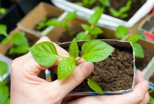 Вирощування триходерми в домашніх умовах