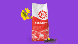 Фото - Ріпак озимий Абсолют