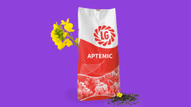 Фото - Ріпак озимий Артеміс