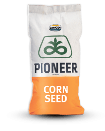 Фото - Кукурудза Pioneer P0937