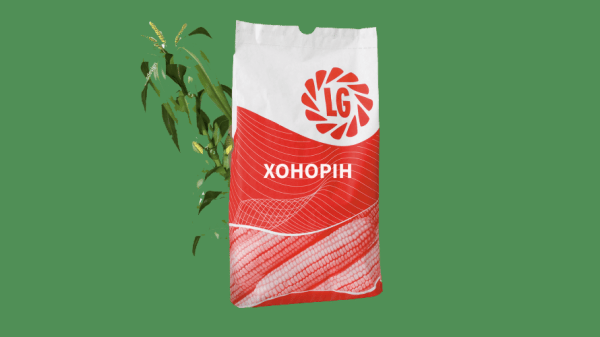 Кукурудза на силос ФАО - 310 Хонорін - фото