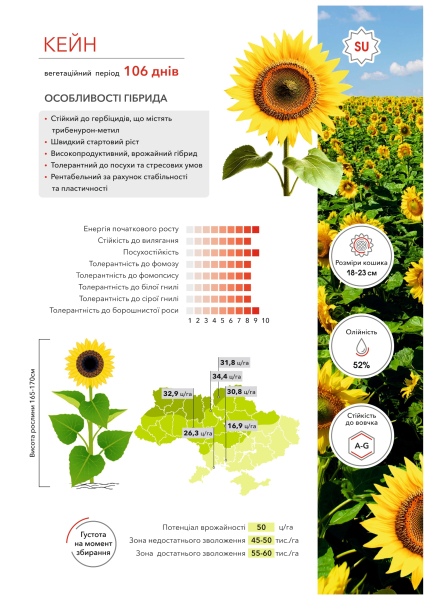 Гібрид соняшника Кейн - фото №3