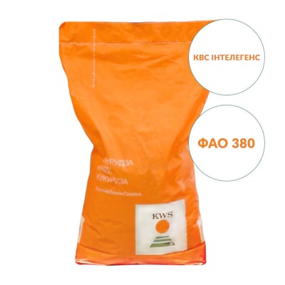 Кукурудза КВС Інтелегенс фао 380 - фото