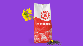 Фото - Ріпак озимий ЛГ Атакама