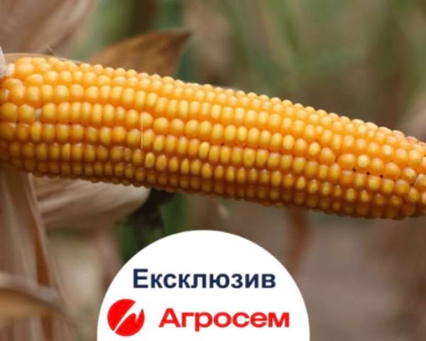 Кукурудза MAS 20A - фото №2