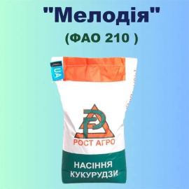 Фото - Гібрид кукурудзи Мелодія