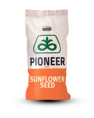 Соняшник Pioneer PR64F66 - фото