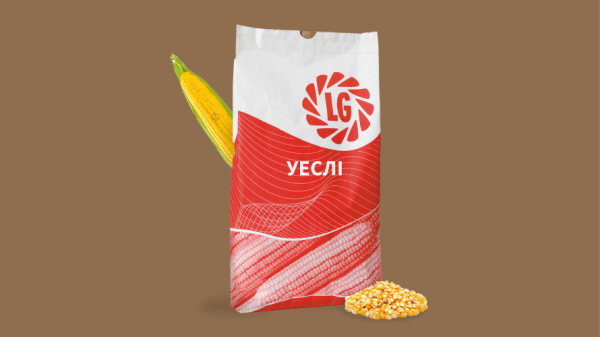 Кукурудза на зерно ФАО - 230 Уеслі - фото